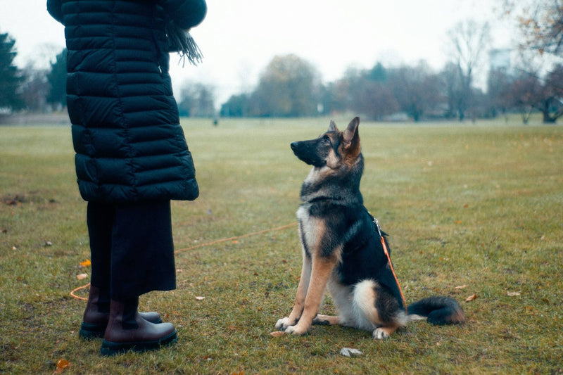 dog brain training with owner pup