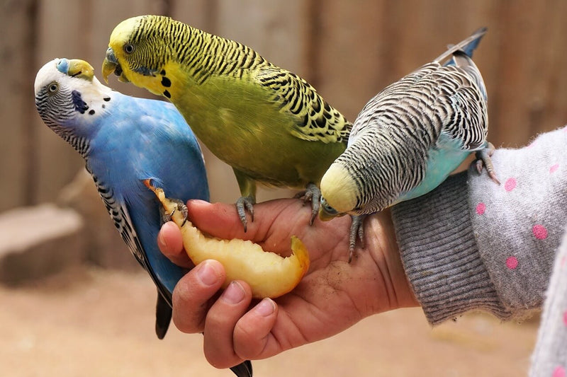 budgies eating on hand