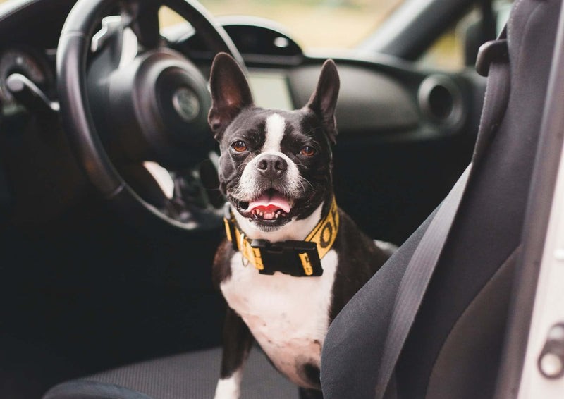 french bulldog in car front seat