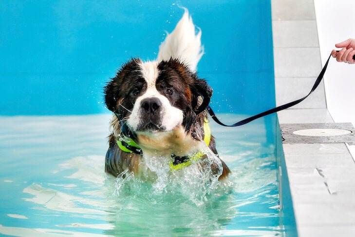 Canine Hydrotherapy