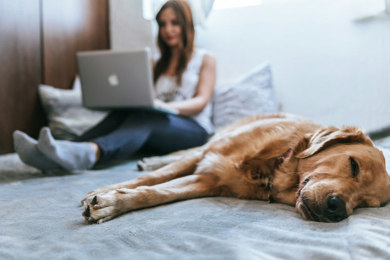 dog relaxing with owner