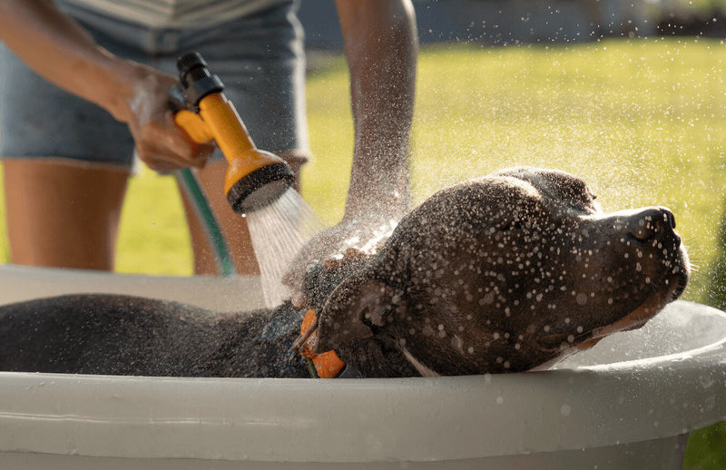 dog wash at home