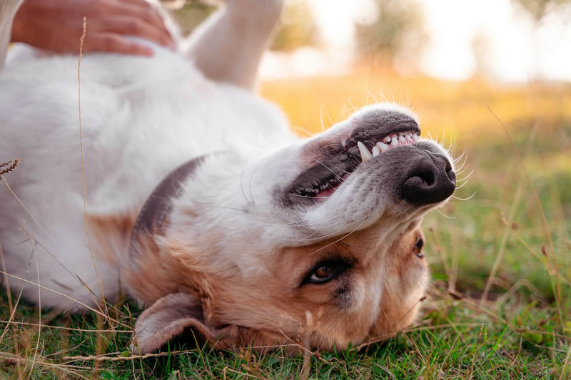 pup upside down with smile