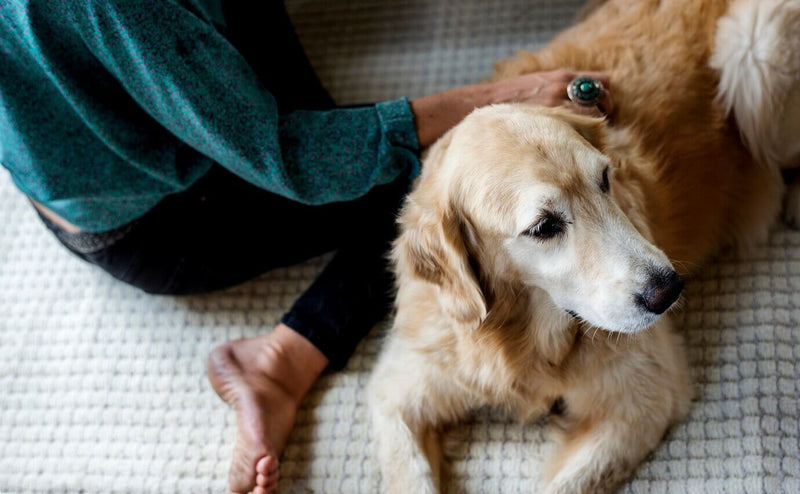 lab retriever with owner lady