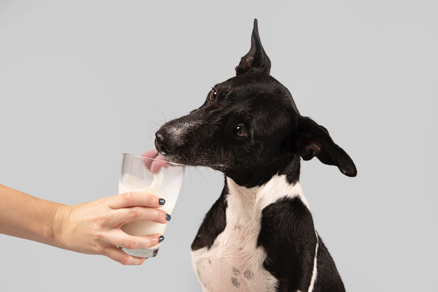 Kefir Milk for Dogs The Gut Health Benefits for Your Dog Gritty Pet Co