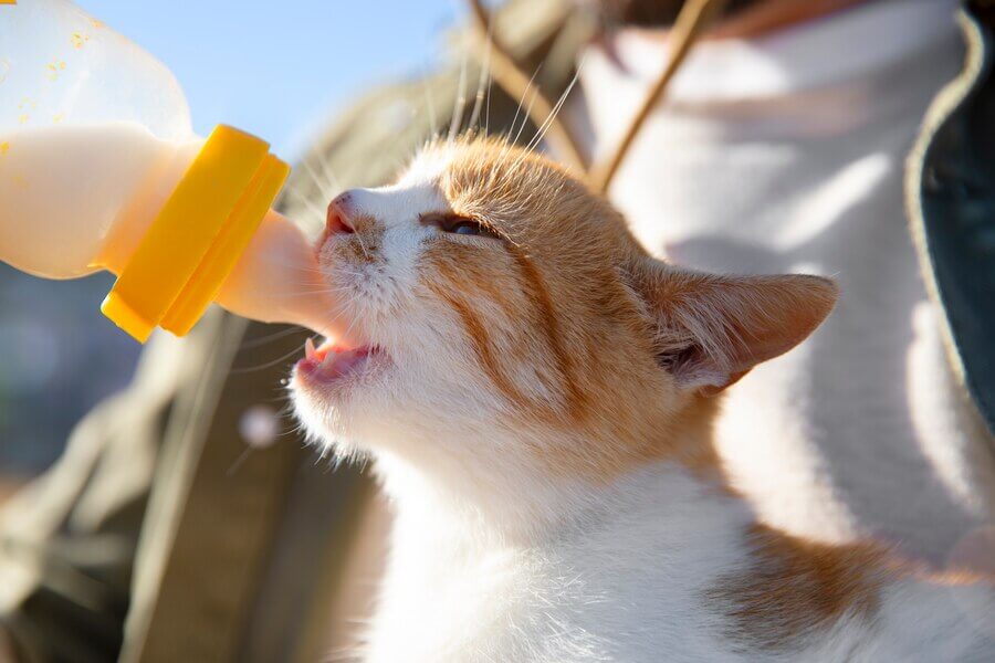 little tabby kitten feeding milk bottle