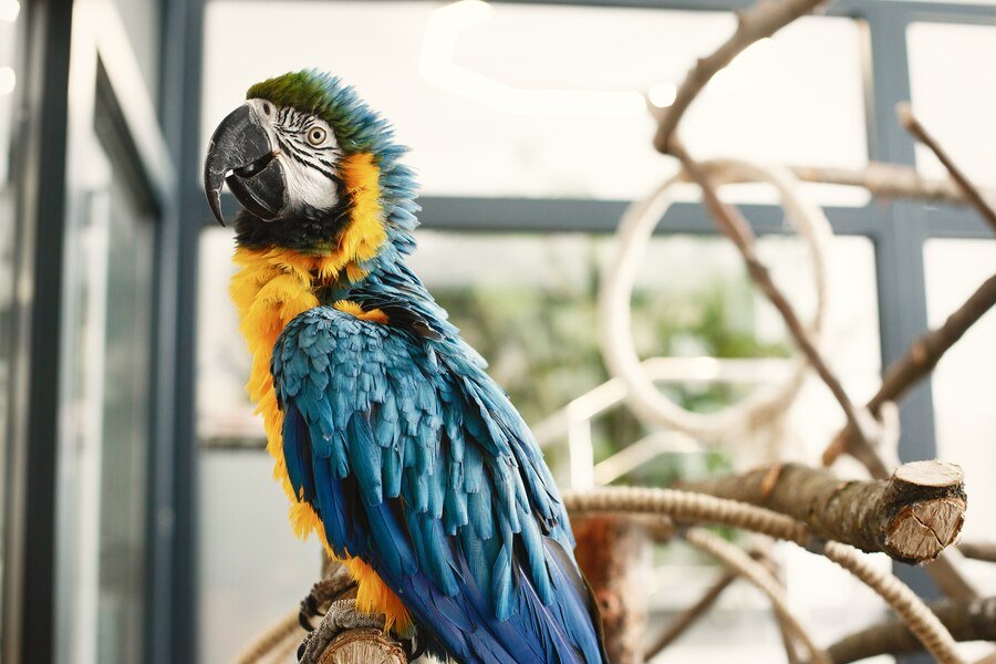 parrot in cage