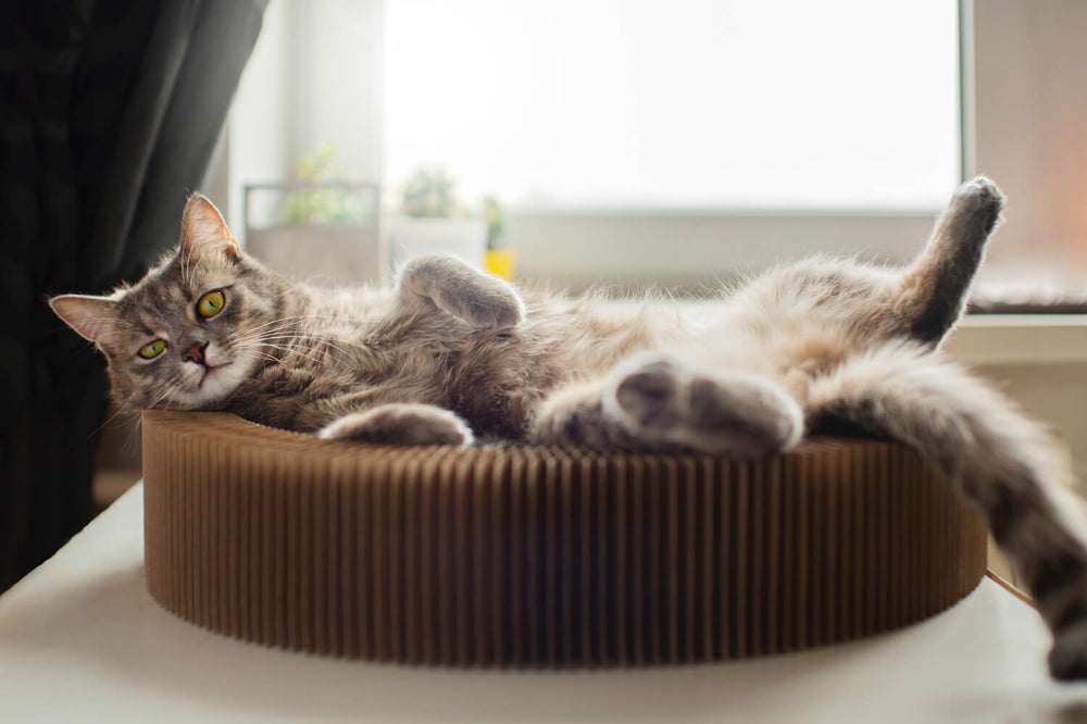 chat relaxing at home Pheromone Diffuser for  Cats