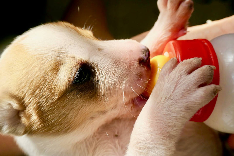 puppy feeding newborn