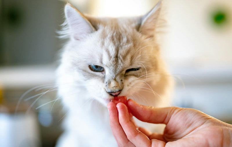 cute cat eating meat