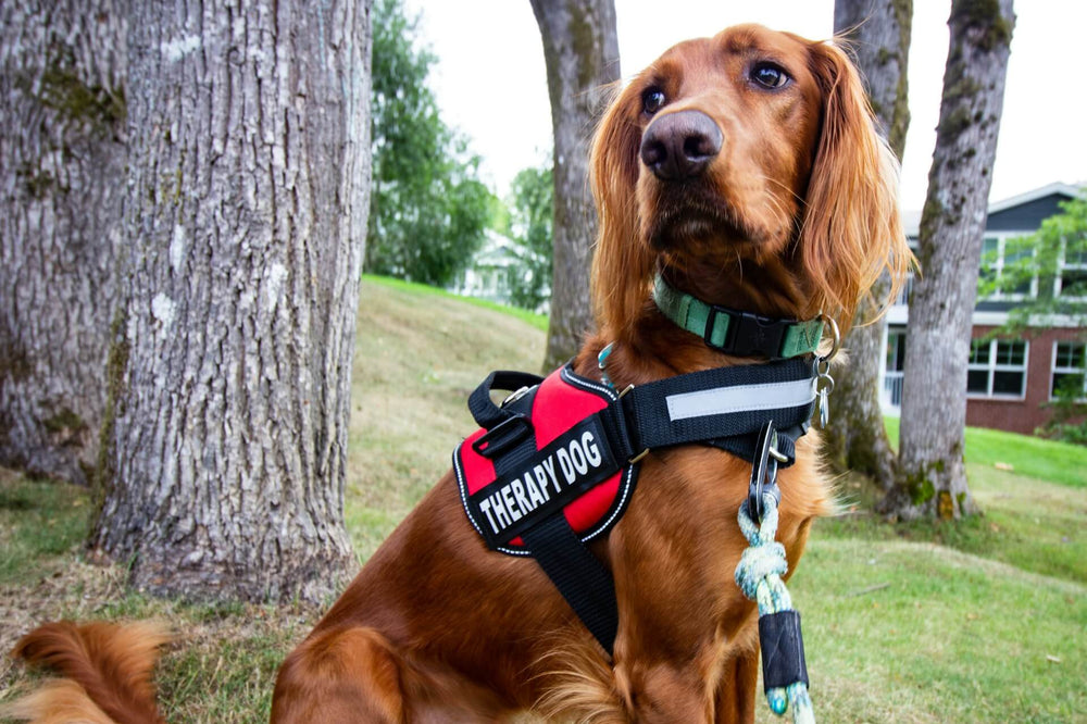 animal therapy dog