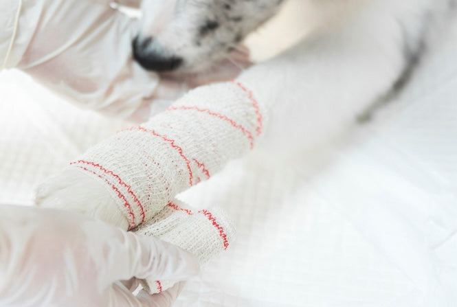 vet wrap dog paw