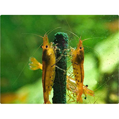 GlasGarten Shrimp Lollies - 4in1 Power Shrimp Food