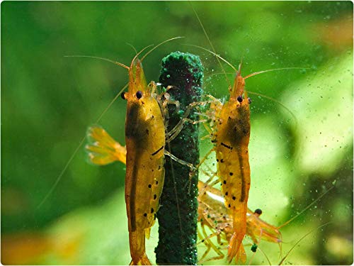 GlasGarten Shrimp Lollies - Artemia Power Shrimp Food