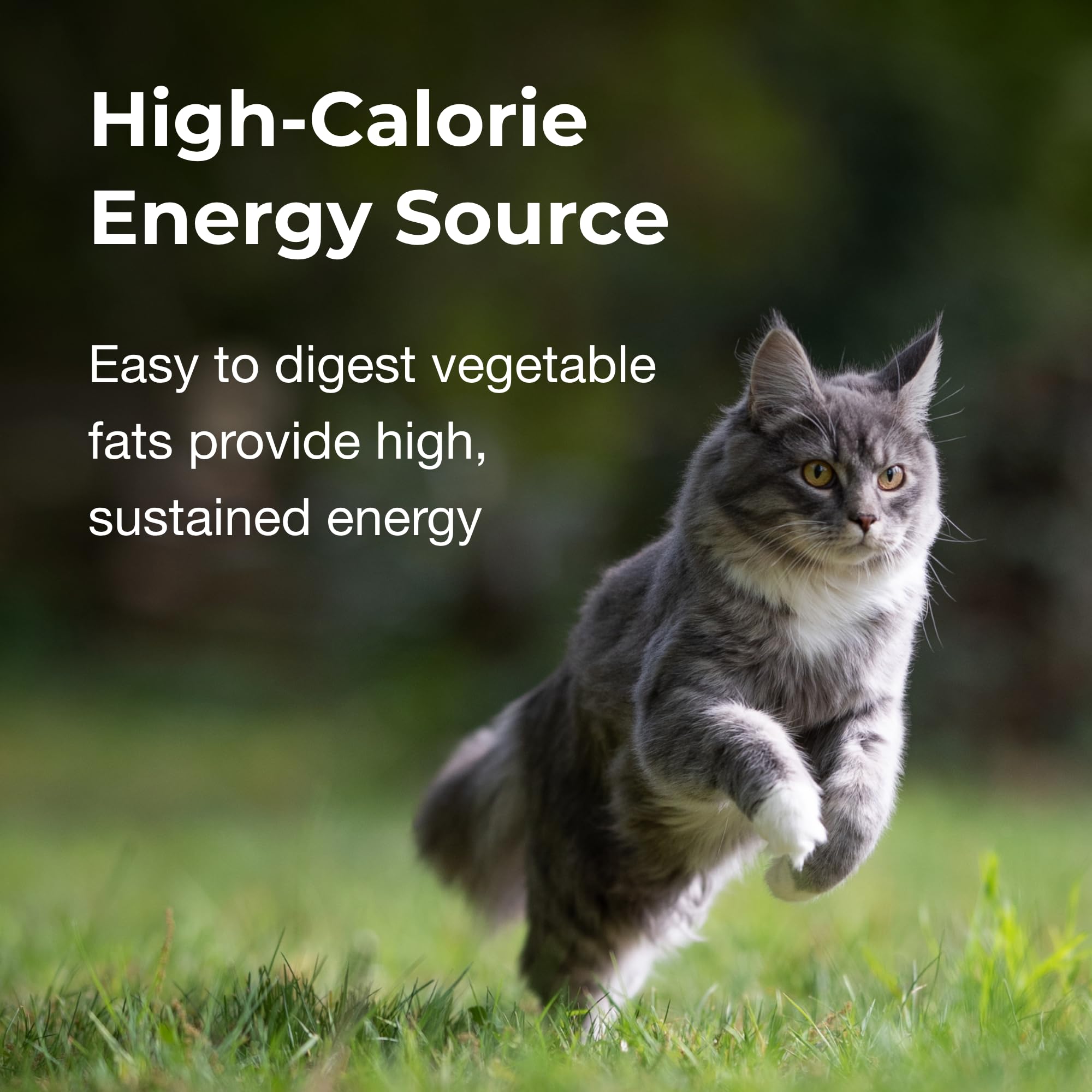 PetAg High Calorie Gel Supplement for Cats