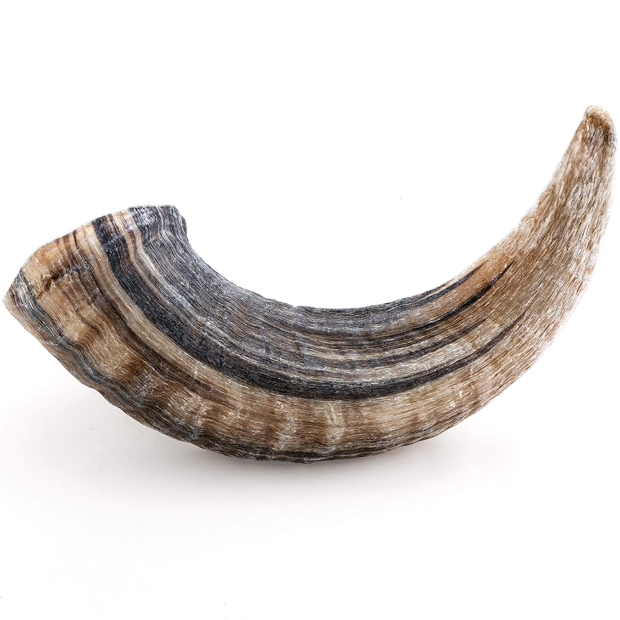 Large Pure Icelandic Lamb Horn Dog Treat