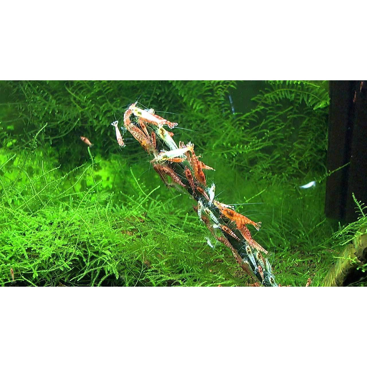 GlasGarten Shrimp Lollies - Artemia Power Shrimp Food