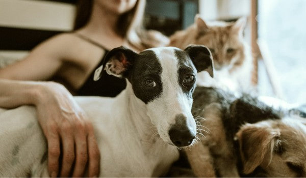 lady, dog and cats