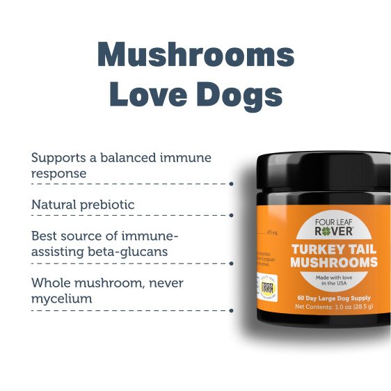 Four Leaf Rover - Turkey Tail Mushroom - Immune Support & Prebiotic