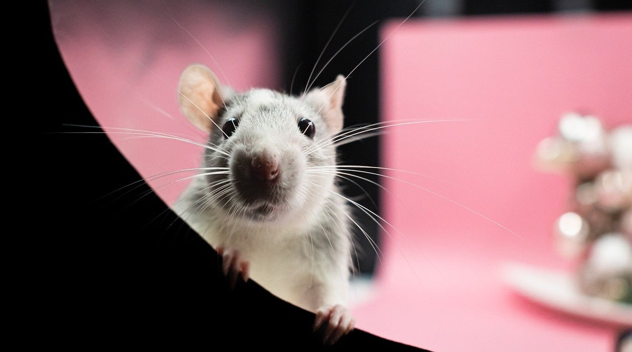 cute rat playing with rat maze toy.